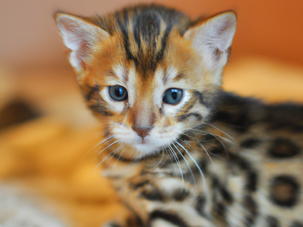 Nombres de gatos macho originales