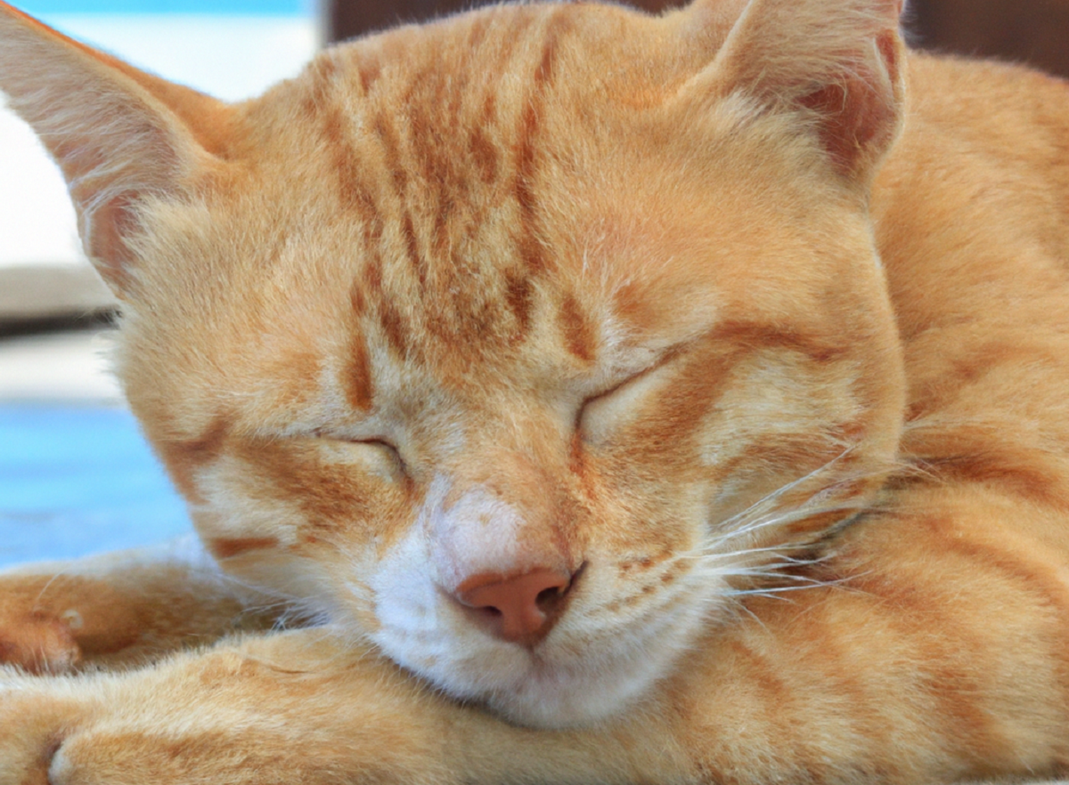 ¿Por qué ronronea mi gato mientras duerme?