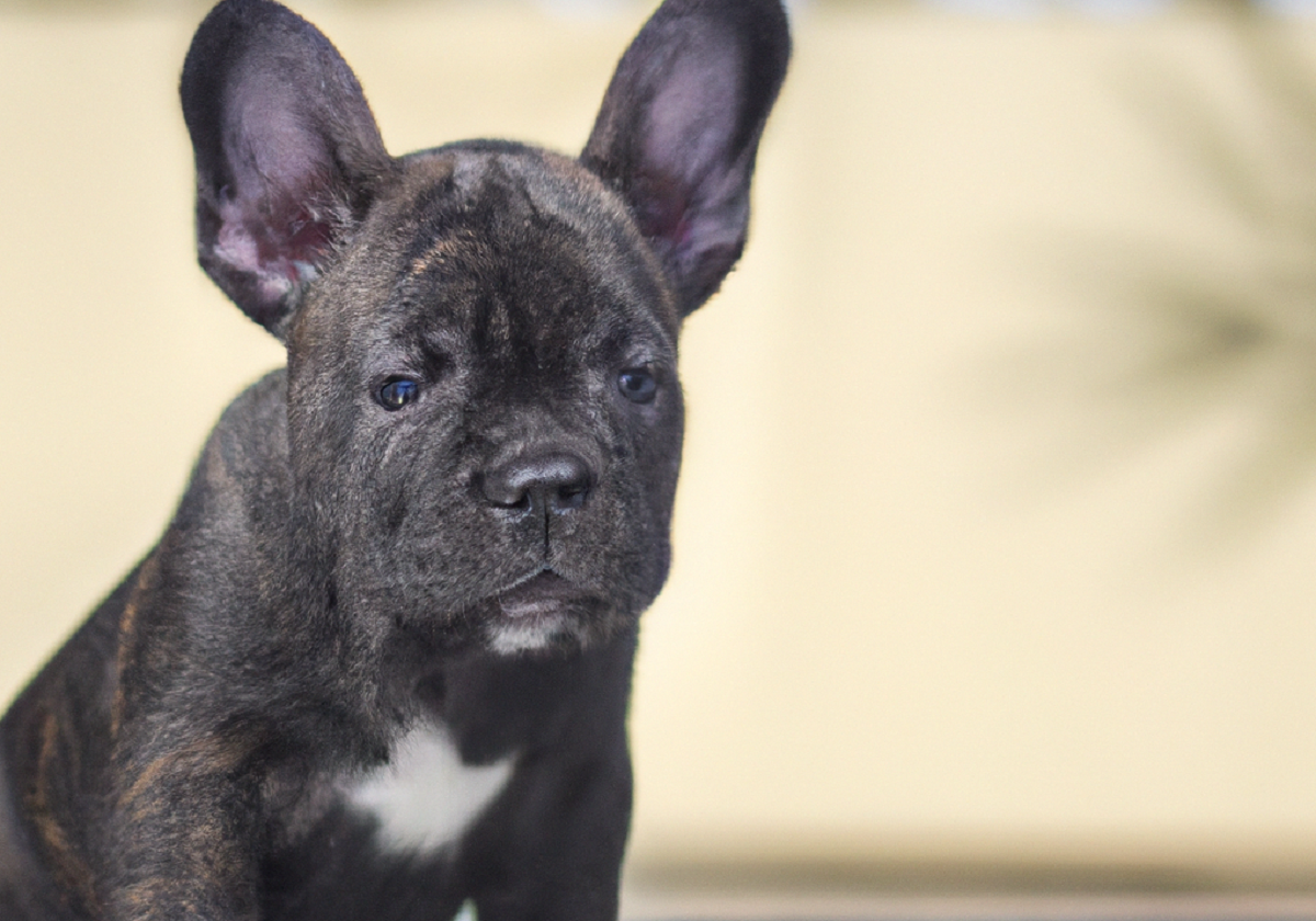 Bulldog francés: características y temperamento de la raza