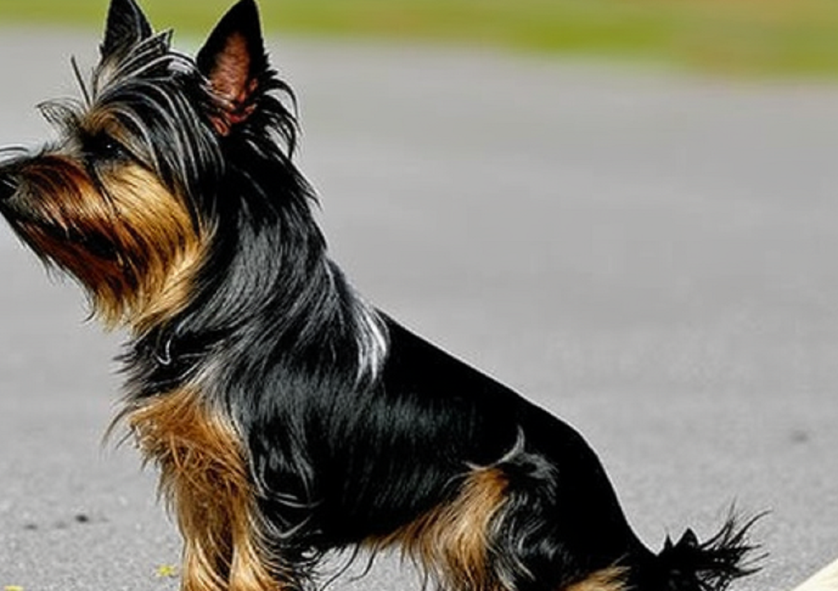 Cuáles son las razas de perros que sueltan menos pelo