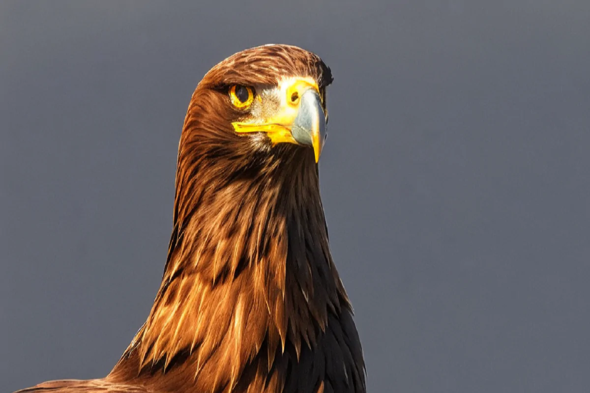 ¿Qué aves no pueden estar enjauladas?