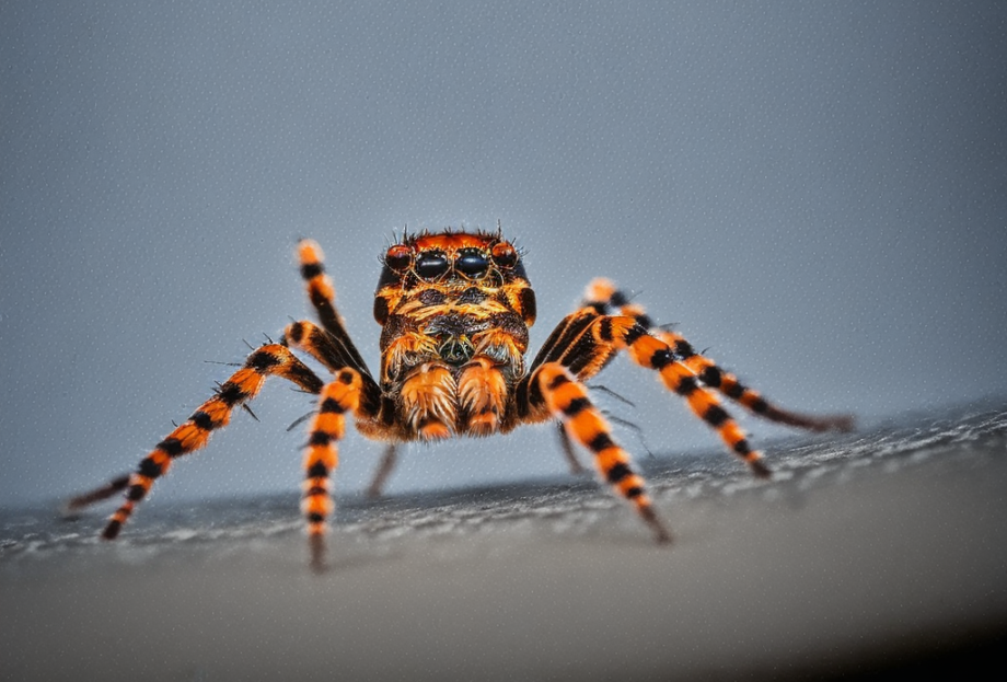 Qué hacer en caso de picadura de araña