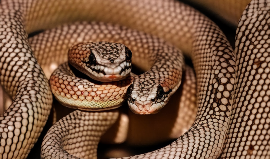Adoptar un reptil dice mucho de tu personalidad