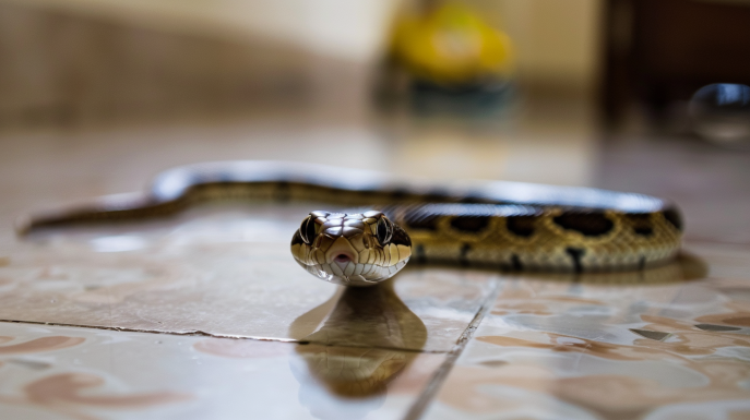 ¿Qué significa soñar que una serpiente te sigue?