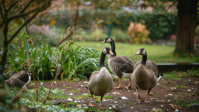 ¿Cómo mantener a los gansos en el jardín?
