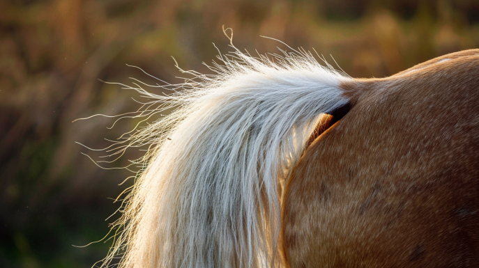¿Dónde no tocar a los caballos?