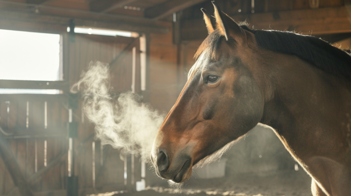 Asma en caballos, todo lo que necesitas saber