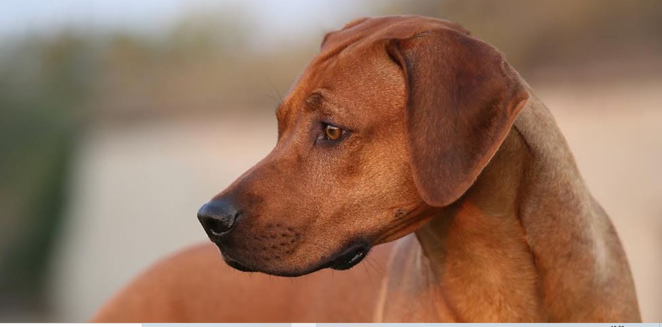 Rhodesian Ridgeback: orígenes, características y con quién contactar