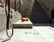 Maltrato a perros en Ourense: vecinos alertan sobre la situación crítica en plena canícula