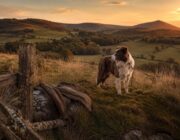 Cómo interactuar con perros pastores en entornos naturales