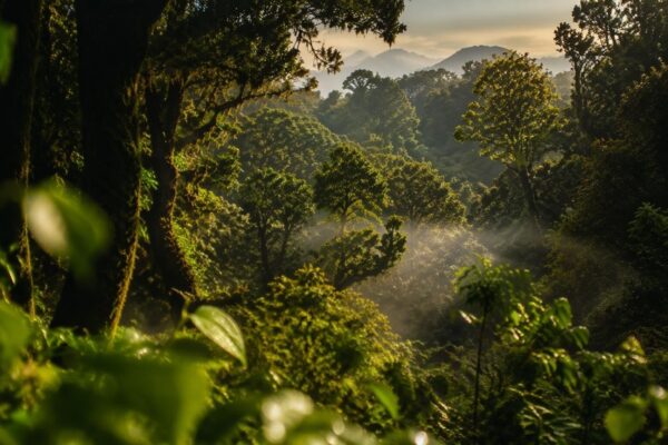 Descubre el Parque Nacional de Garajonay, un Patrimonio de la Humanidad en España
