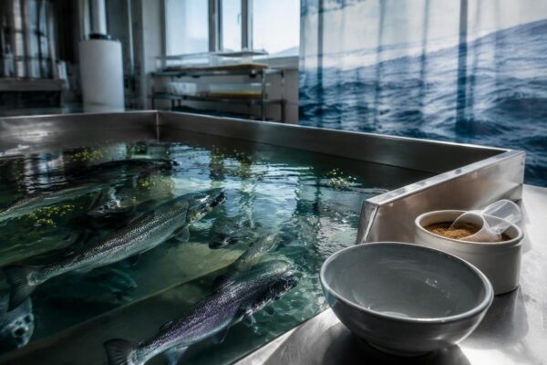 Acuicultura y sostenibilidad: la paradoja del salmón de cultivo