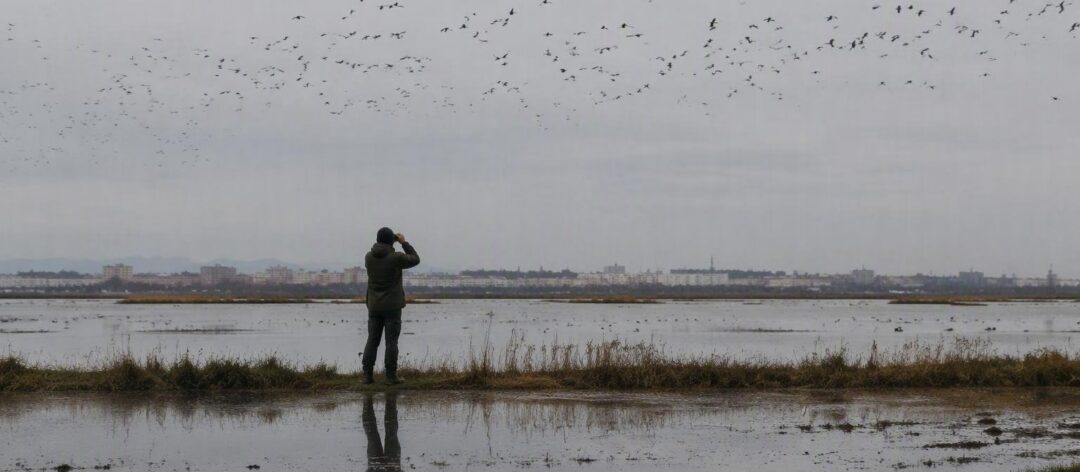 Censo de aves acuáticas en Valencia revela cifras récord en 2026
