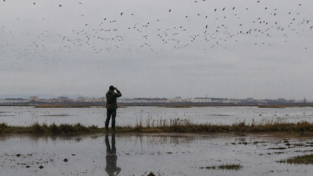 Censo de aves acuáticas en Valencia revela cifras récord en 2026