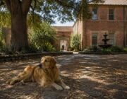 Cómo cuidar a tu perro o gato durante las olas de calor: consejos de expertos