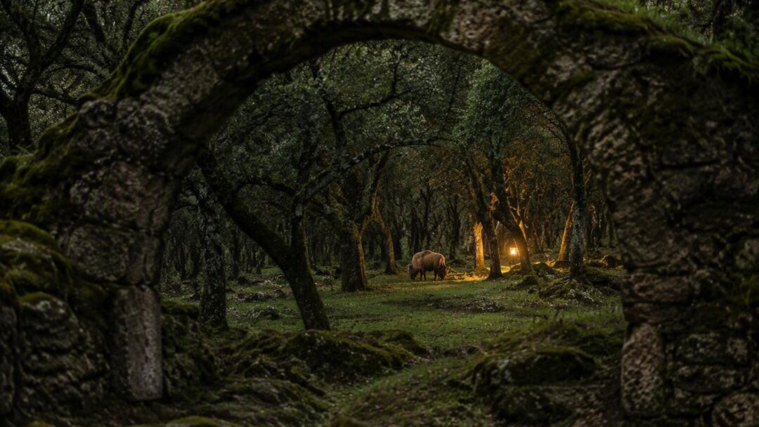 Cómo los bisontes europeos ayudan a prevenir incendios forestales en España