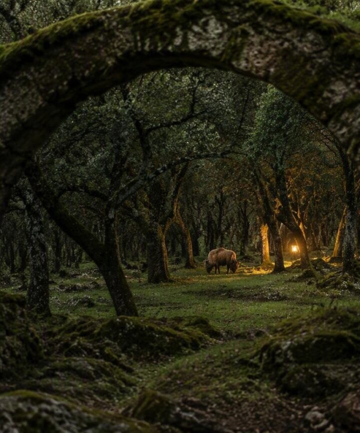 Cómo los bisontes europeos ayudan a prevenir incendios forestales en España