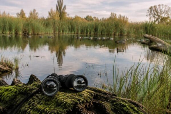 Cómo preparar salidas a marismas y lagunas para avistar aves acuáticas
