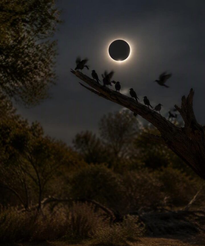 Cómo reaccionan los animales durante un eclipse solar total