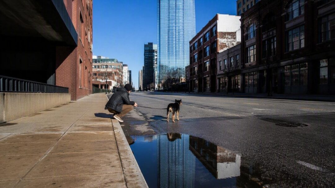Consejos prácticos para pasear con perros en zonas urbanas