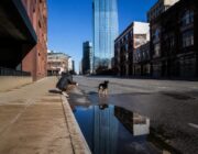 Consejos prácticos para pasear con perros en zonas urbanas