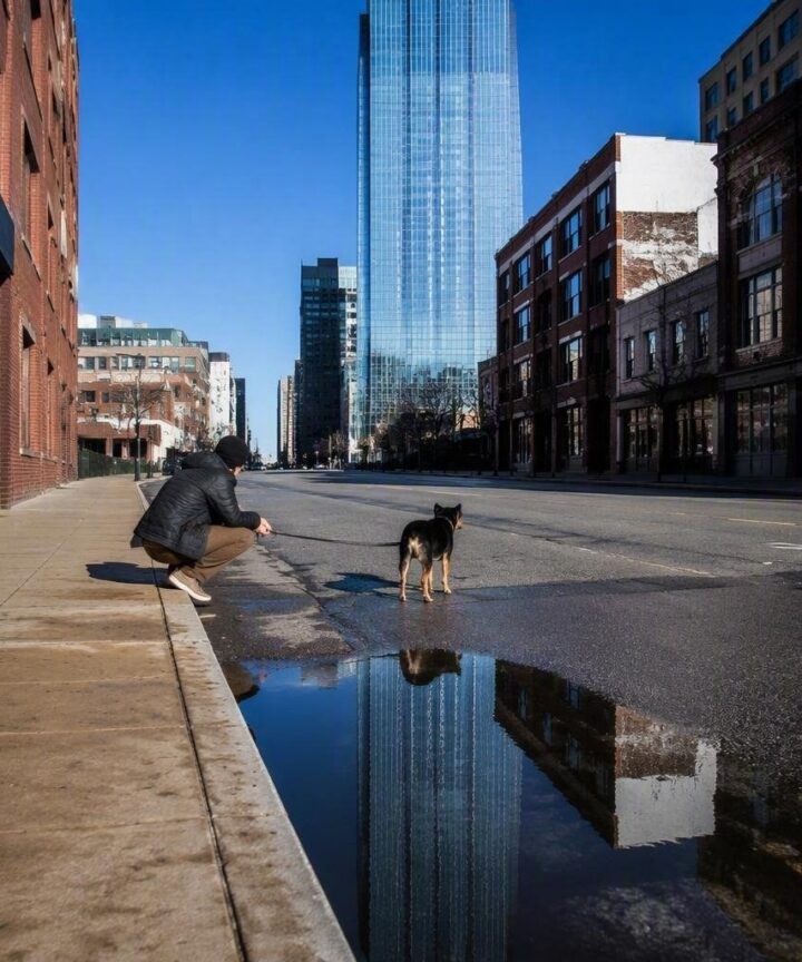 Consejos prácticos para pasear con perros en zonas urbanas
