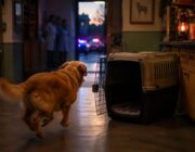 Desmantelada una red que amputaba orejas y rabos de perros en toda España