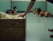Dog House Temporada 2 Episodio 5: Historias conmovedoras de adopción canina