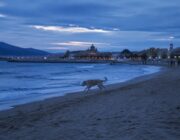 Dónde ir a la playa con tu perro: normas y destinos pet-friendly en España