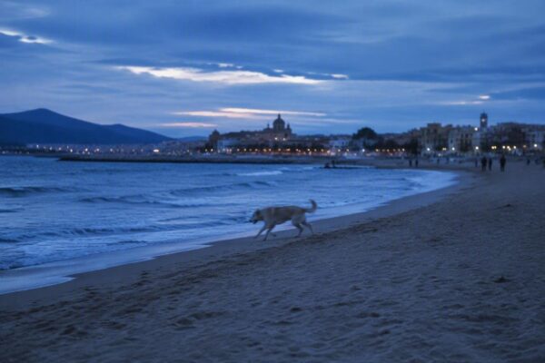 Dónde ir a la playa con tu perro: normas y destinos pet-friendly en España