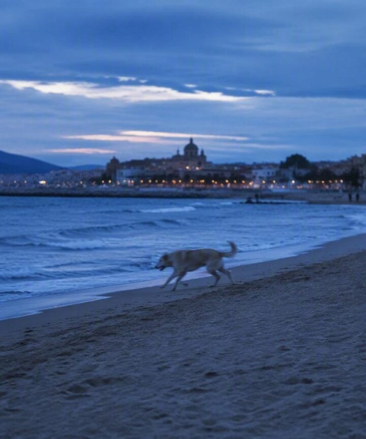 Dónde ir a la playa con tu perro: normas y destinos pet-friendly en España