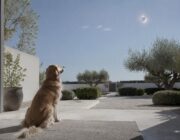 Eclipse solar 2026: guía para proteger a tu perro durante el fenómeno astronómico