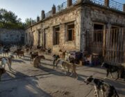 El legado de Eduardo Groh Riemersma, el ángel de los perros de Santiago del Estero