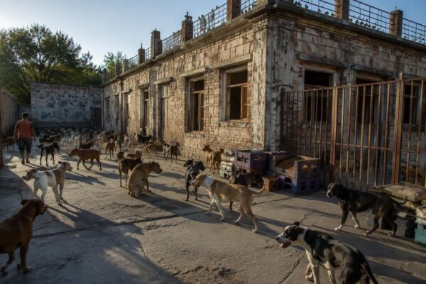 El legado de Eduardo Groh Riemersma, el ángel de los perros de Santiago del Estero
