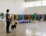 Guía definitiva para seleccionar la mejor guardería para tu perro