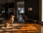 Guía para manejar el estrés en perros durante cambios de luz