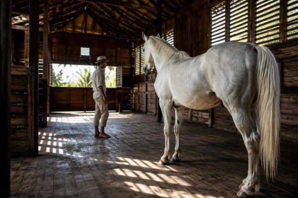 La conexión emocional entre humanos y caballos: claves para una relación de confianza