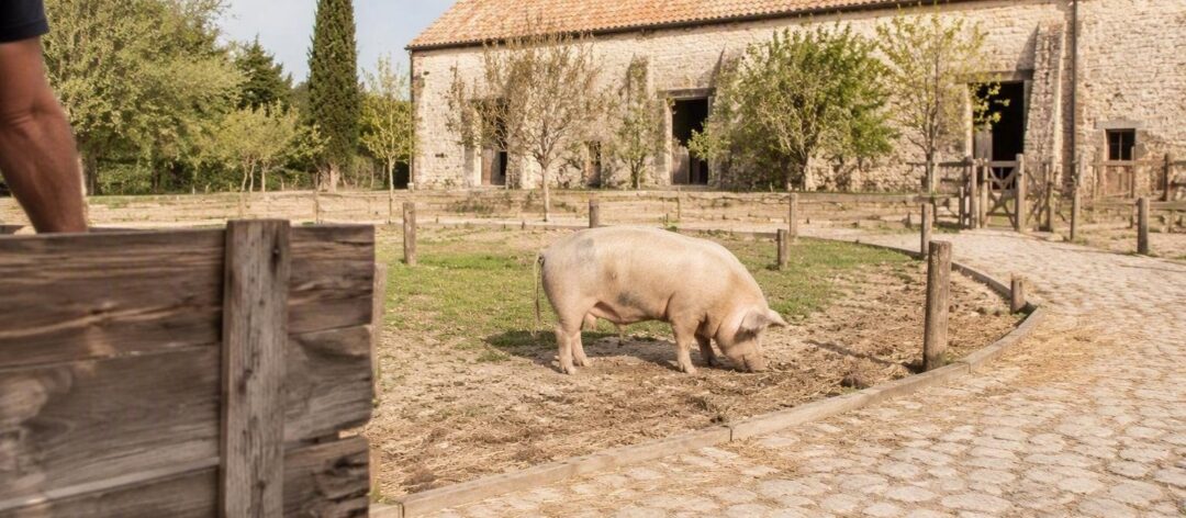 La conmovedora historia de Bacon, el cerdo rescatado en una granja educativa de Francia