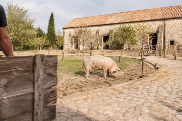 La conmovedora historia de Bacon, el cerdo rescatado en una granja educativa de Francia