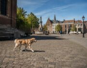 Normativas de bienestar canino: guía completa para dueños responsables