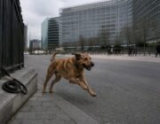 Nuevas normas de bienestar animal en la UE: restricciones al encadenamiento de perros y gatos