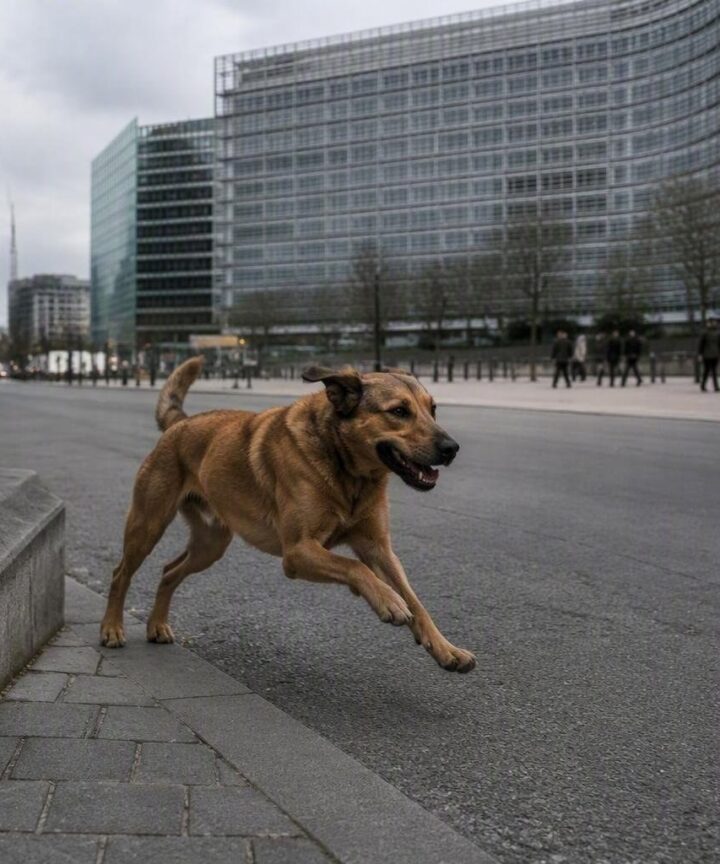 Nuevas normas de bienestar animal en la UE: restricciones al encadenamiento de perros y gatos