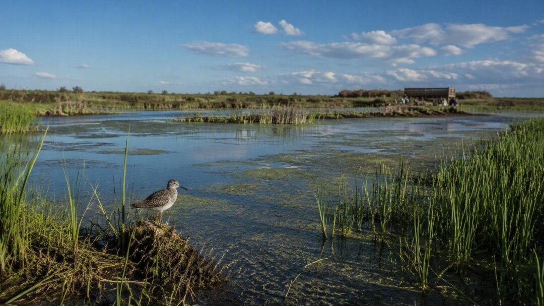 Plan para salvar a la cerceta pardilla, focha moruna, malvasía cabeciblanca y porrón pardo