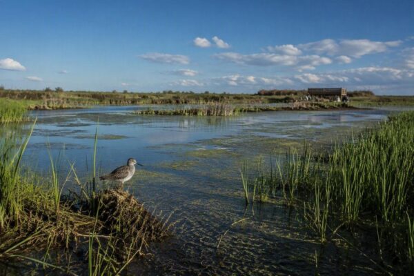 Plan para salvar a la cerceta pardilla, focha moruna, malvasía cabeciblanca y porrón pardo