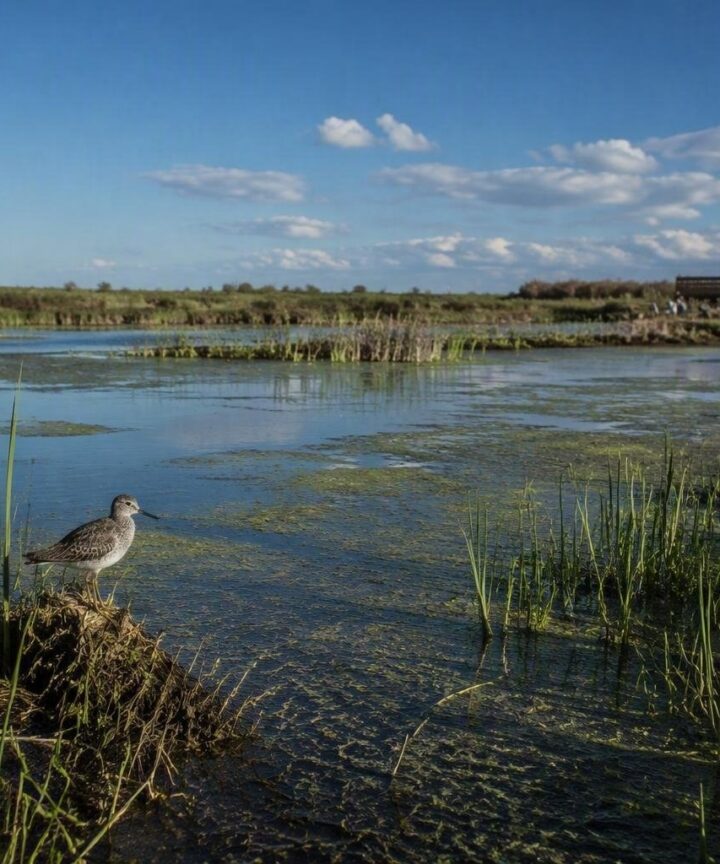 Plan para salvar a la cerceta pardilla, focha moruna, malvasía cabeciblanca y porrón pardo