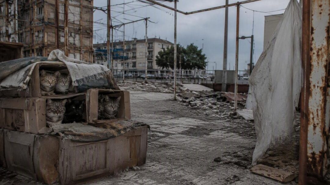 Protección felina en Taranto: el plan del Comune para reubicar a 19 gatos