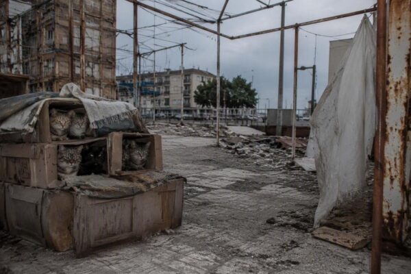 Protección felina en Taranto: el plan del Comune para reubicar a 19 gatos