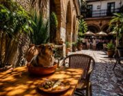 Restaurantes dog friendly en España: dónde disfrutar con tu mascota