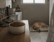 Actividades adaptadas y cuidados para perros senior