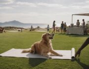Actividades caninas y educativas en el II Día Mundial de los Animales